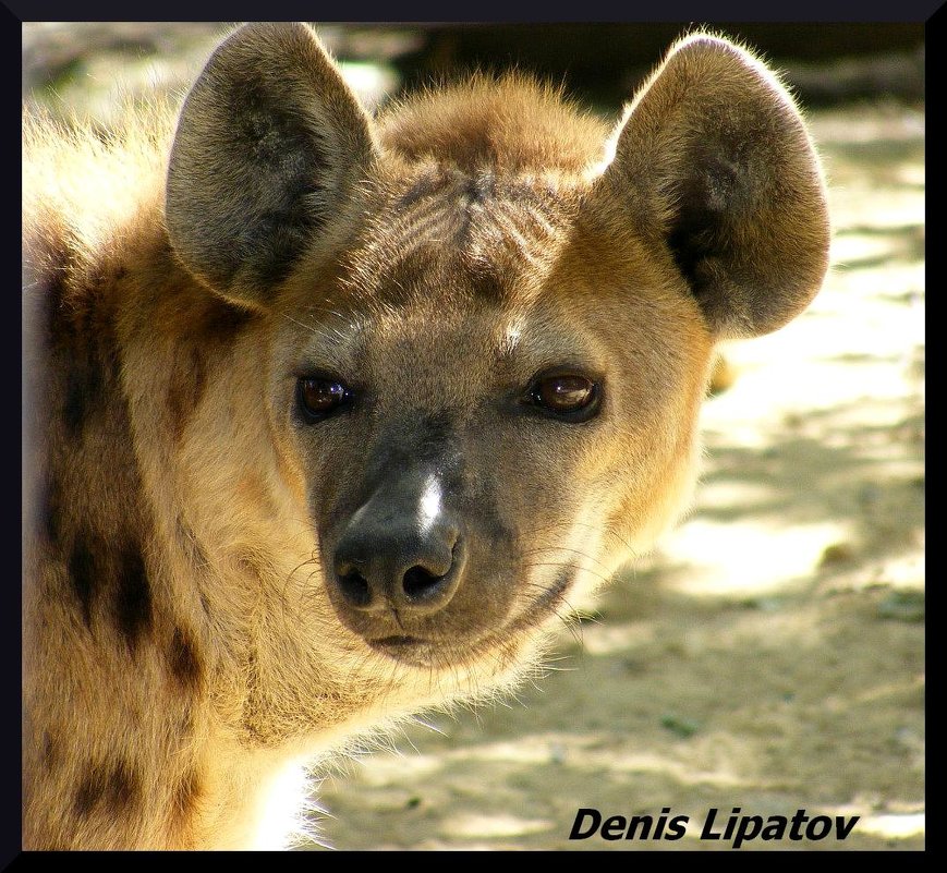 giena - Denis Lipatov giena - Denis Lipatov