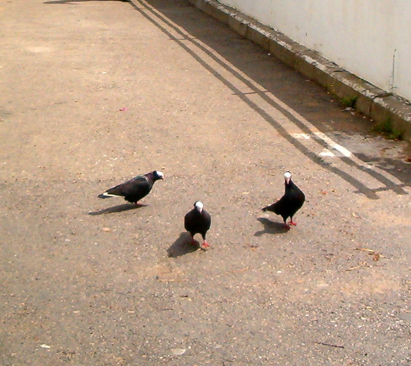 Голуби в парадных белых шляпках - Герович Лилия Голуби в парадных белых шляпках - Герович Лилия