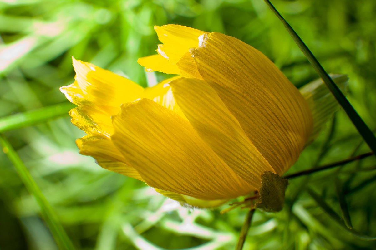 Купальница - жарки - Татьяна Губина