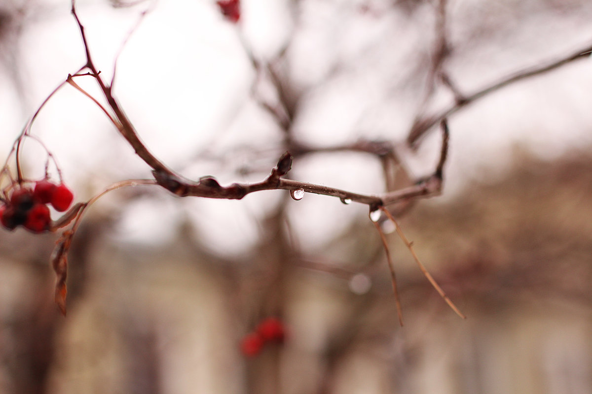 Уставшая рябина - Марина Апрельская
