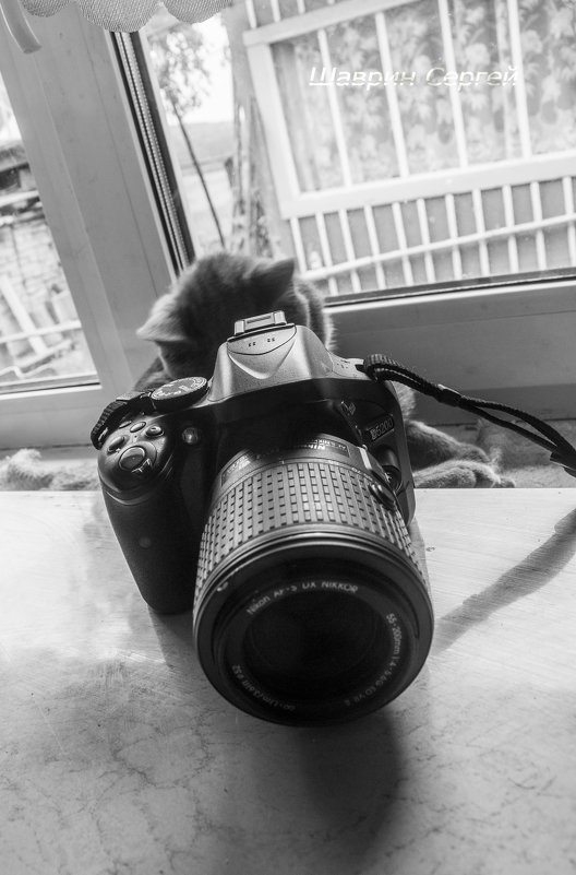 ФотоКот - Сергей Шаврин