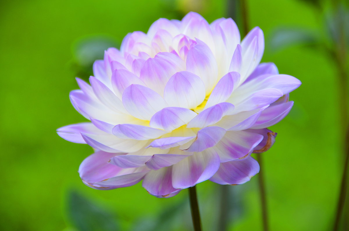 Sorbet - Николай Танаев Sorbet - Николай Танаев