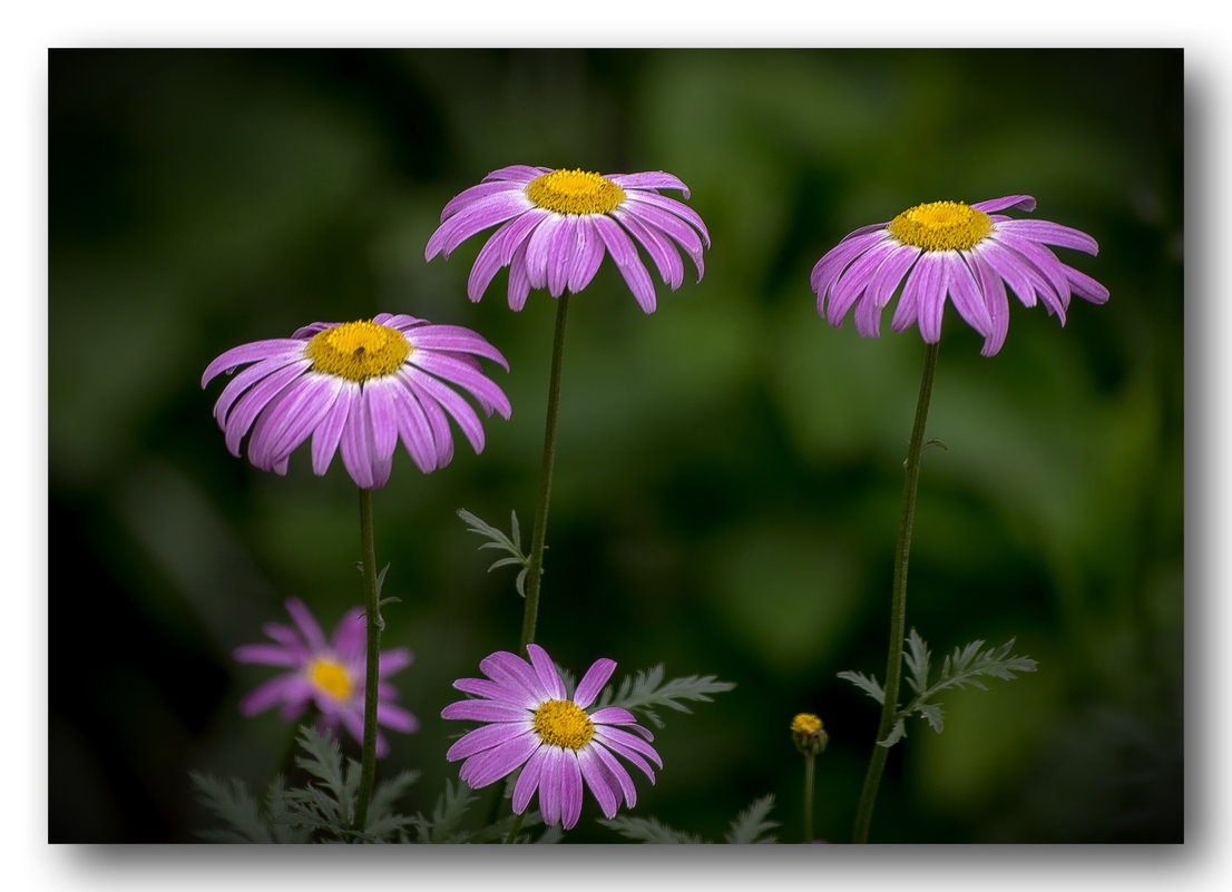 ... - gribushko грибушко Николай ... - gribushko грибушко Николай