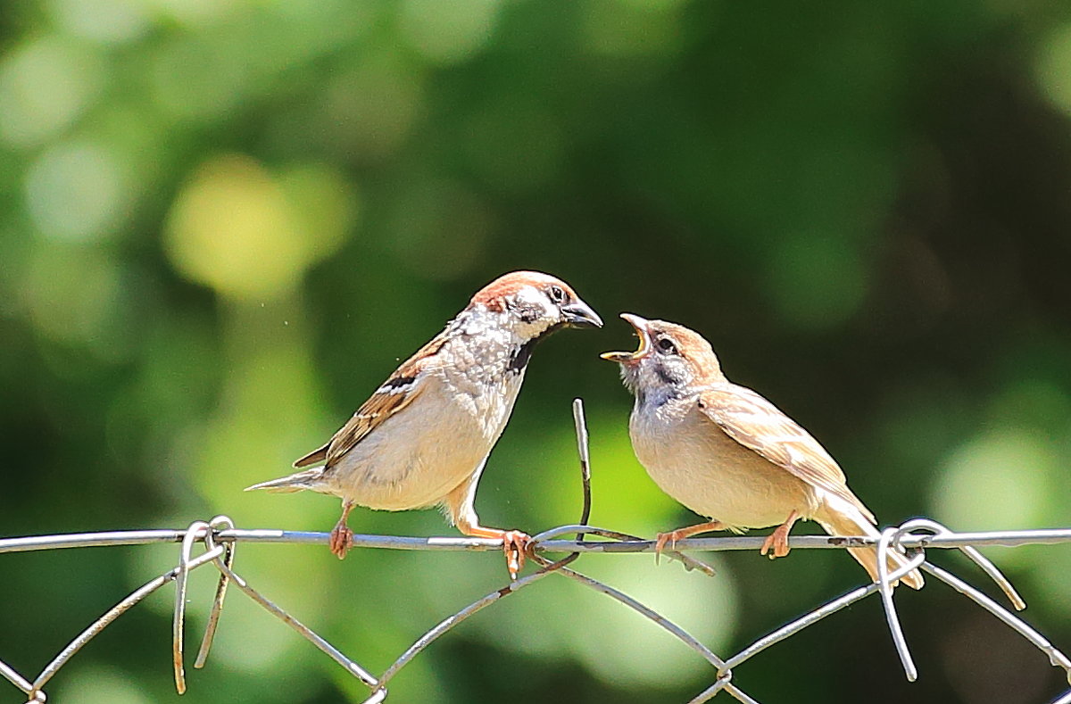 отцы и дети - Vladimir Borisov отцы и дети - Vladimir Borisov