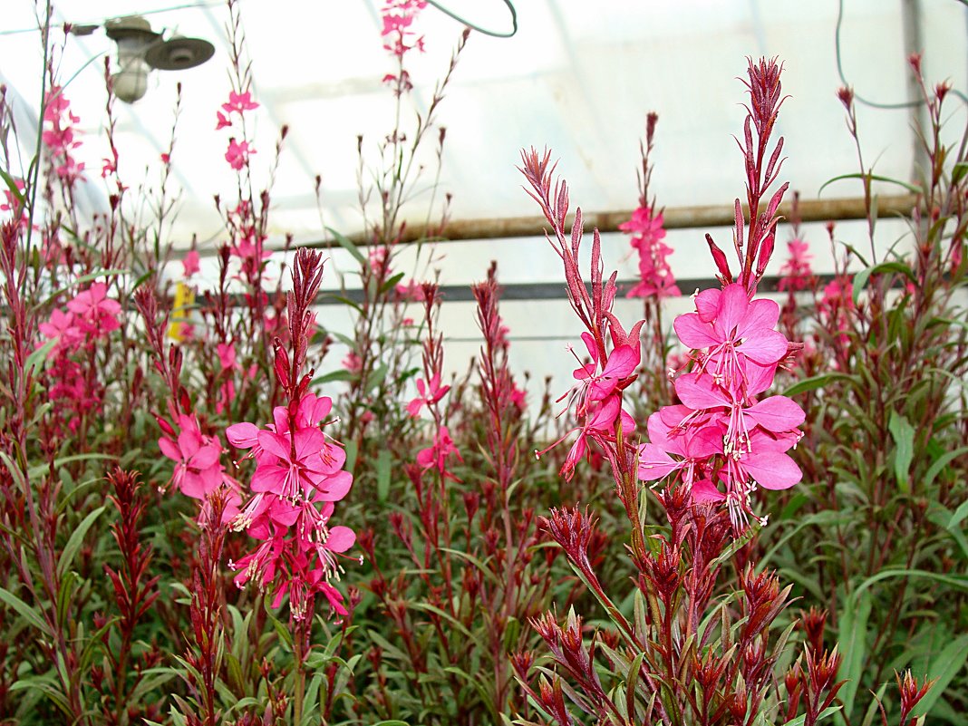 Гаура - laana laadas