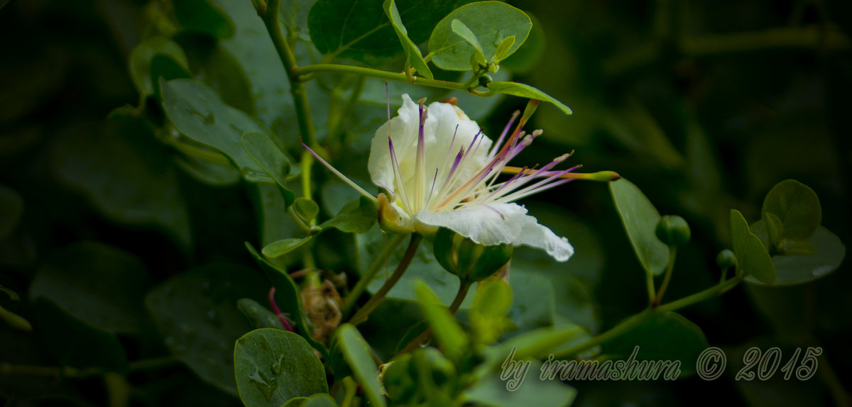 CAPRAIA FIORENTINA by iramashura, ©, 14-06-2015 - ira mashura