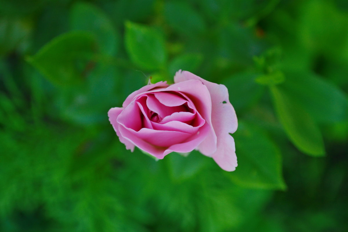 Роза - Маргарита Орловская