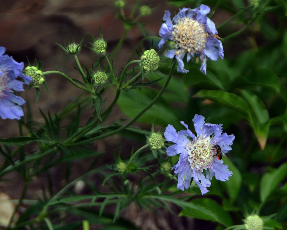 Скабиоза - Геннадий Храмцов