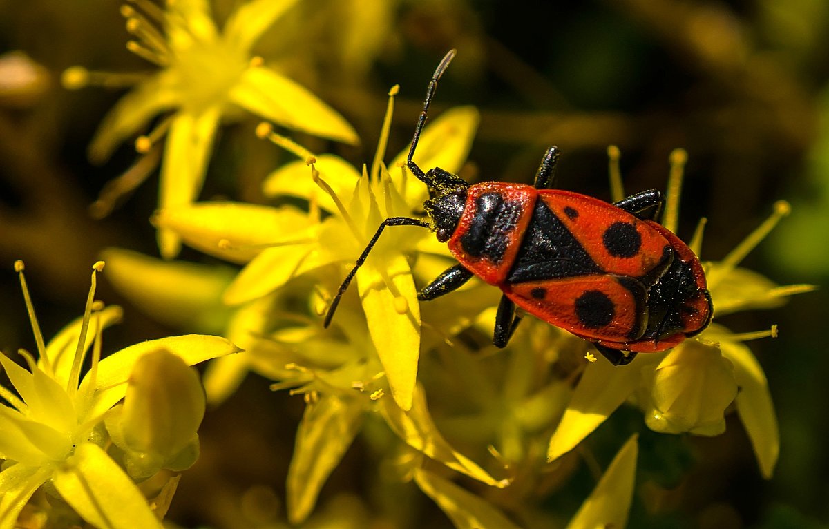 *** - Viktor Makarov