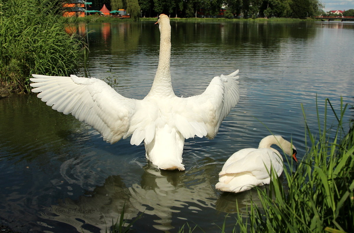 Лебеди - Татьяна Беляева Лебеди - Татьяна Беляева