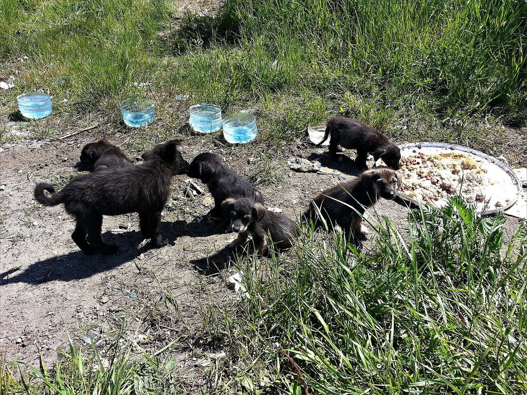 Живущие у дороги... - Валерия Комова Живущие у дороги... - Валерия Комова