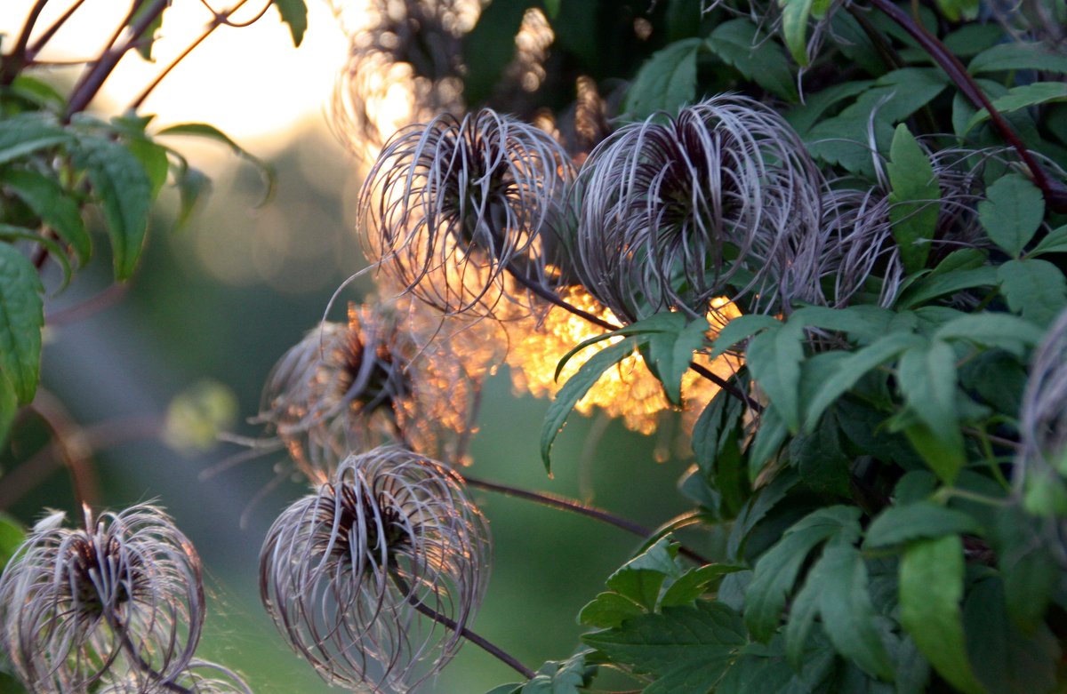 *** - Алексей Дмитриев *** - Алексей Дмитриев