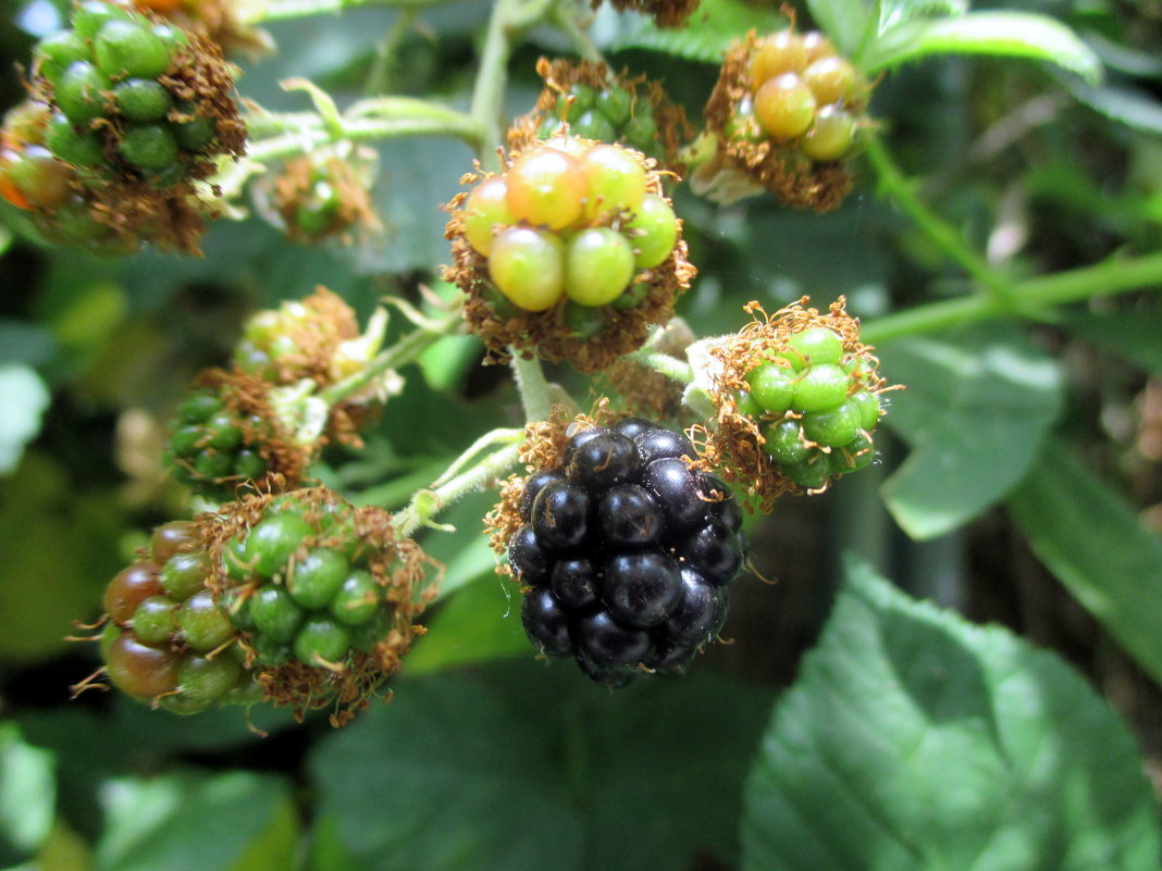 Ежевика - Наталья Пономаренко