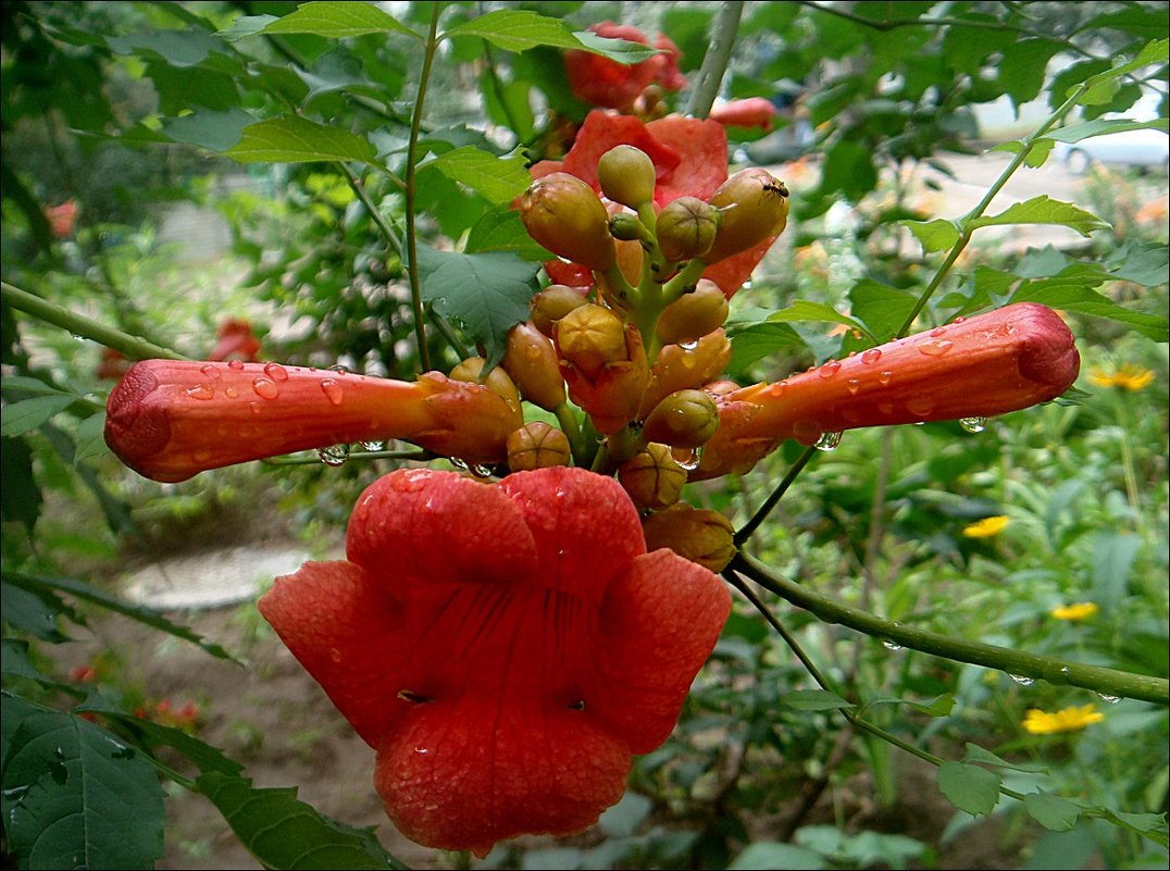 Кампсис после дождя - Нина Корешкова