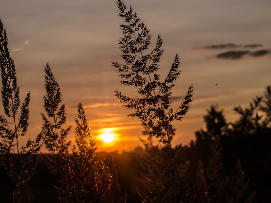 На закате. - Алексей Сараев