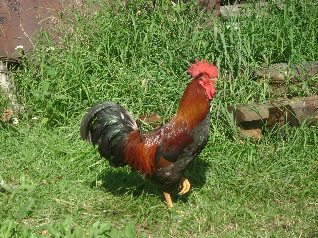 Сельский мачо - Марина Домосилецкая