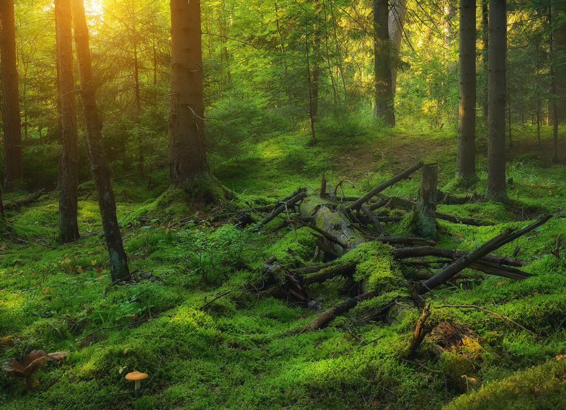 Вечер в лесу - Ю Д