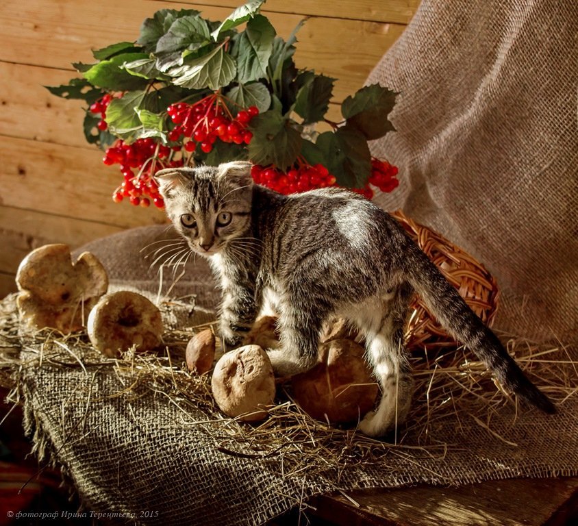 Маленький проказник - Ирина Терентьева