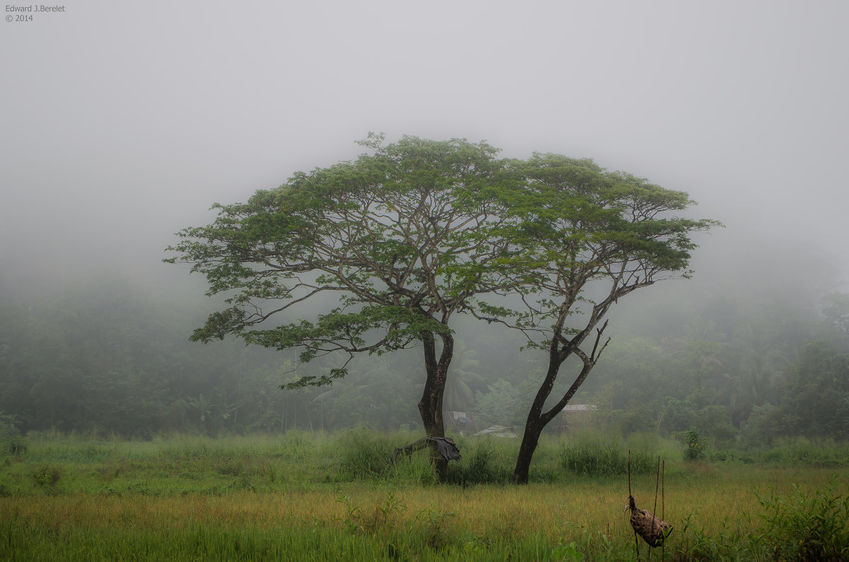 Туманное утро. - Edward J.Berelet Туманное утро. - Edward J.Berelet