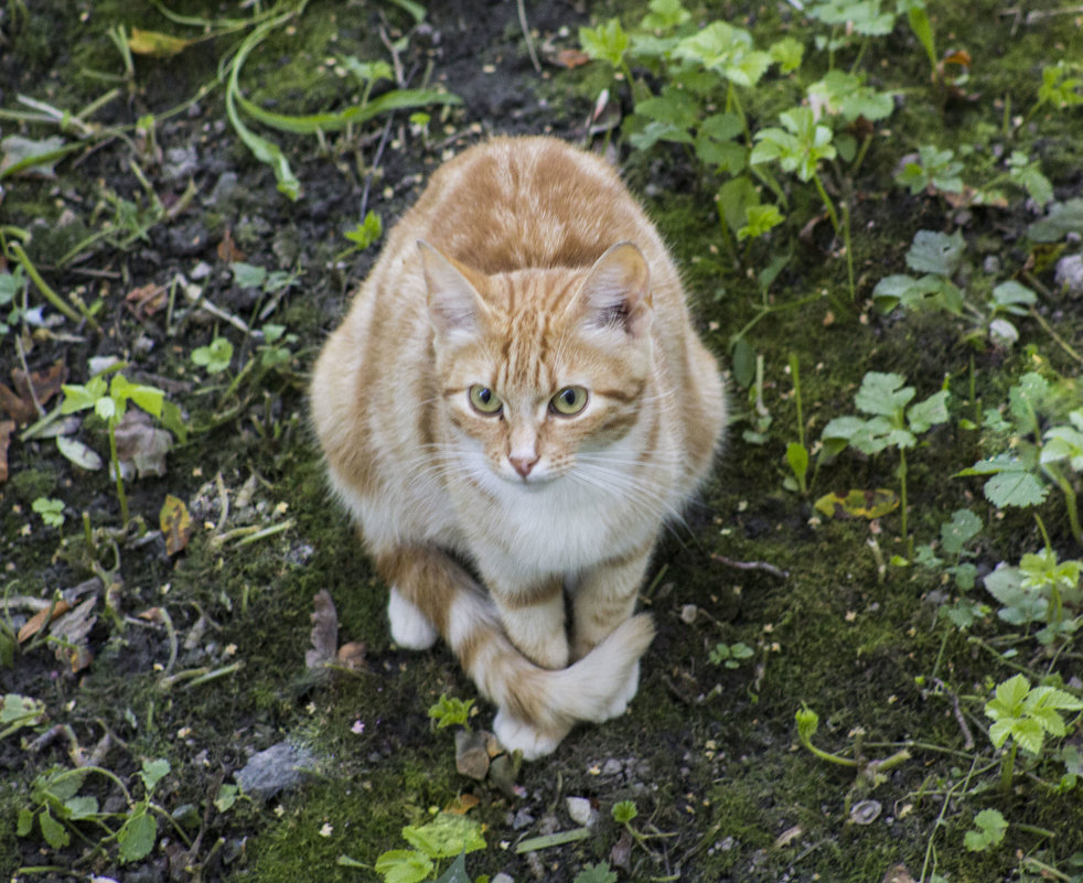 Рыжий котёнок - Aнна Зарубина