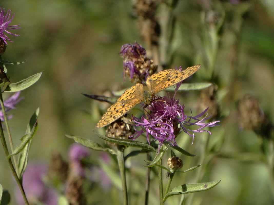 бабочка крылышками бжик-бжик-бжик, а её....... - Михаил Жуковский