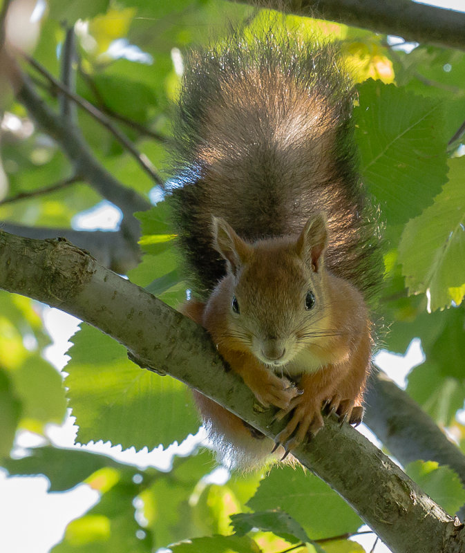 Вот и белочка пришла... - Дмитрий Гортинский Вот и белочка пришла... - Дмитрий Гортинский