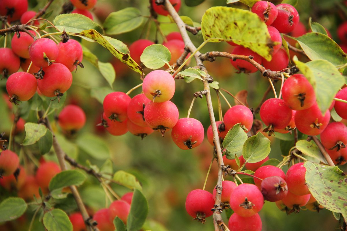 Август - Владимир Холодницкий Август - Владимир Холодницкий