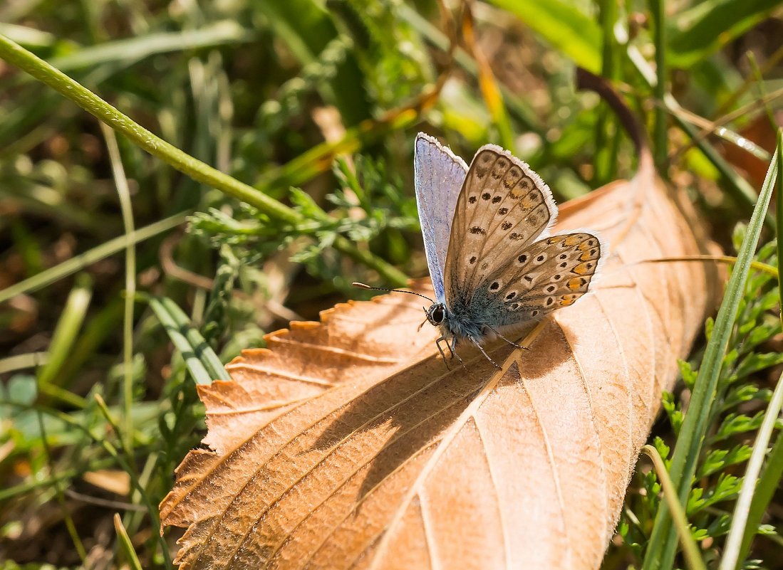 *** - Viktor Makarov