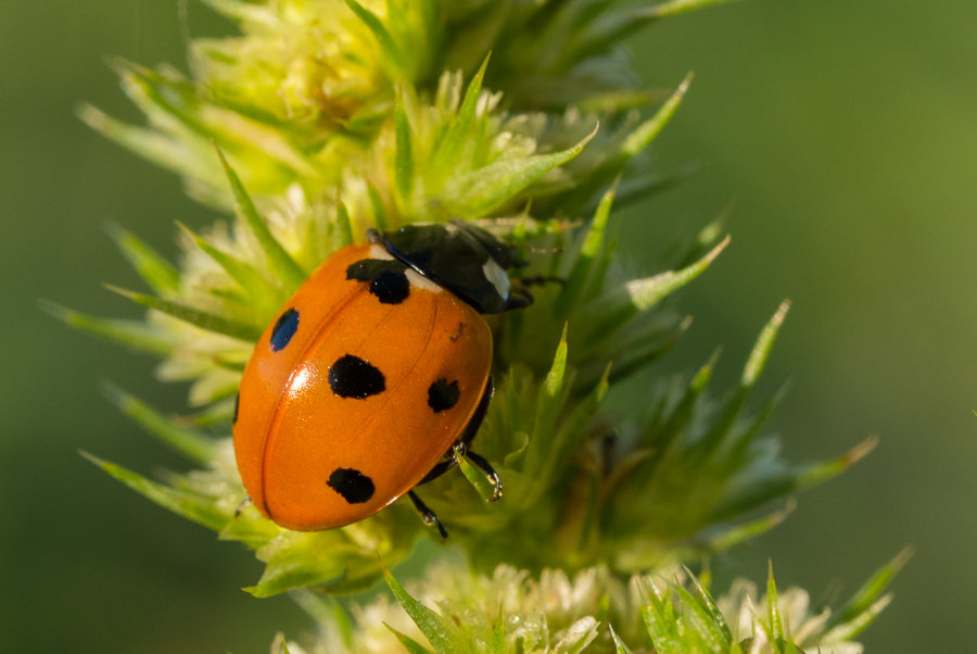 Божья коровка  2 (лат. Coccinellidae) — семейство жуков. - Анна Чехович