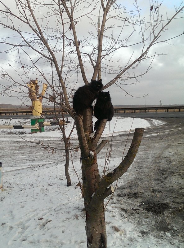 И всетаки  ученых котов было двое.... - Игорь Ворони