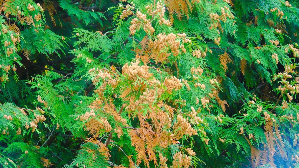 *** - Анатолий Антонов