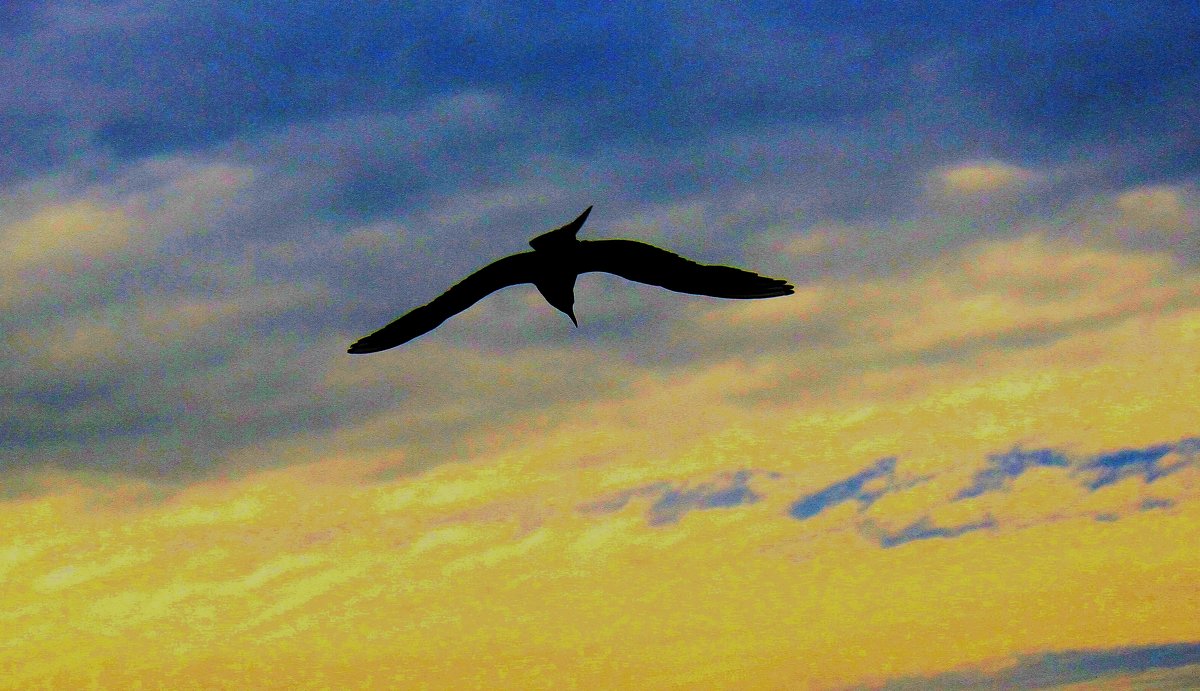 Чайка на закате - Татьяна Богачева