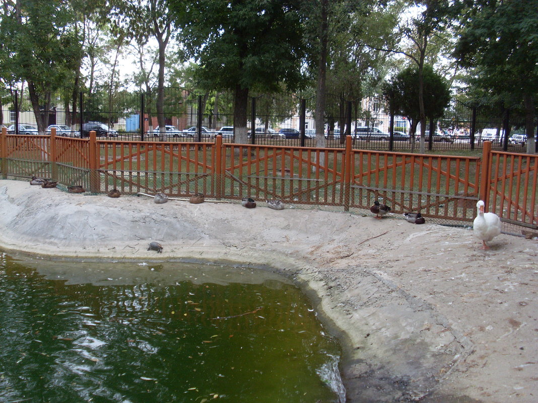 Всеобщая сушка) - Есения Подлипская