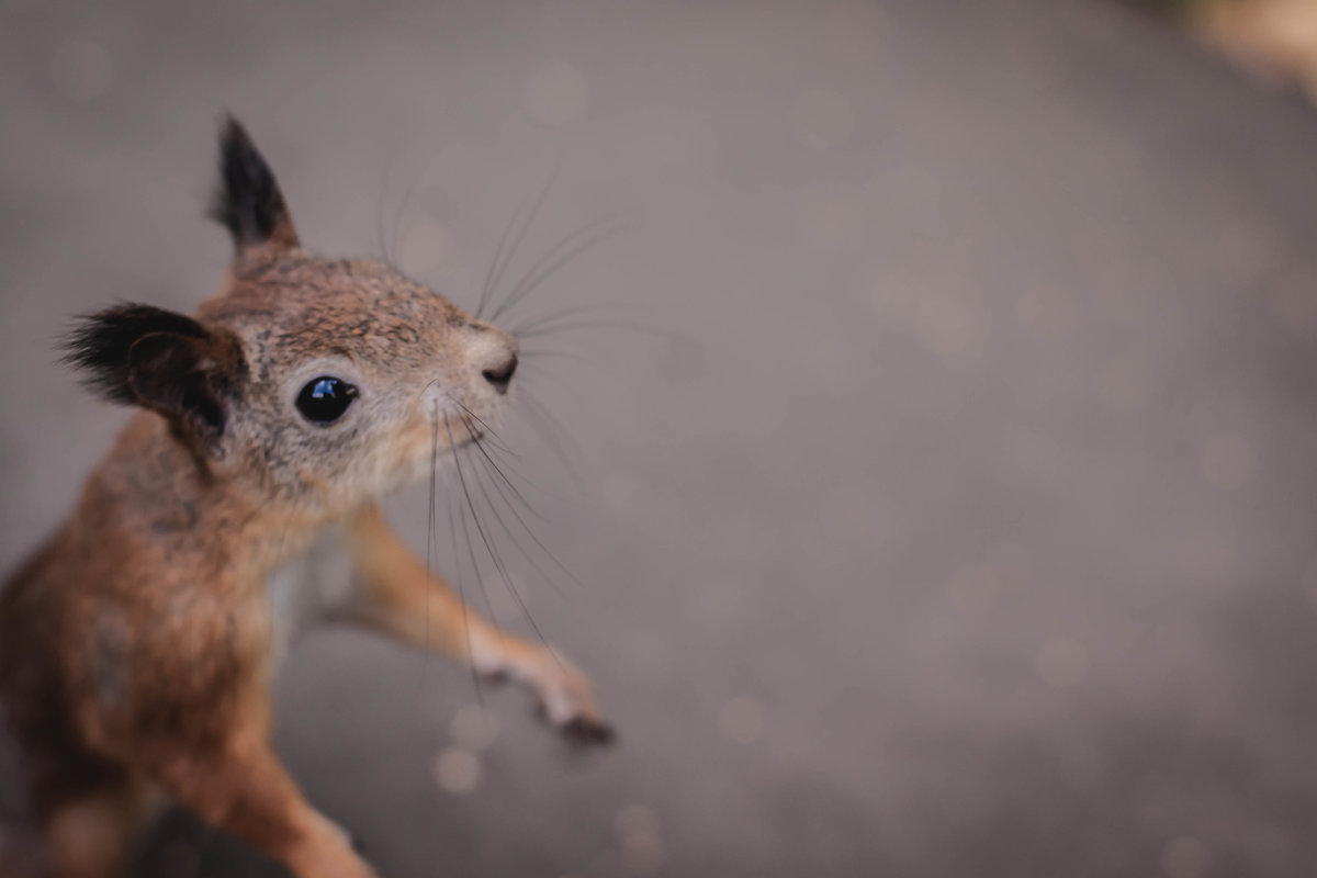 Белка - Natalya Kopyl