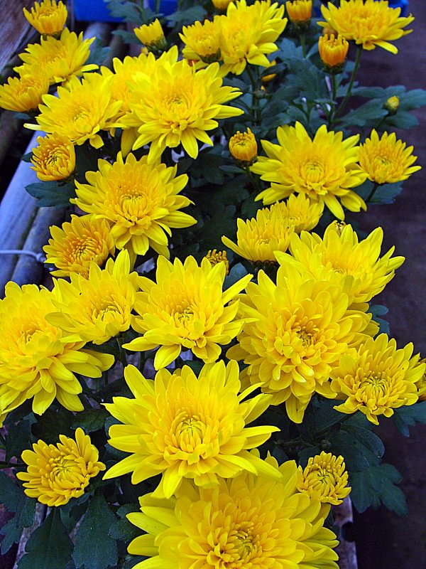 Хризантема - laana laadas