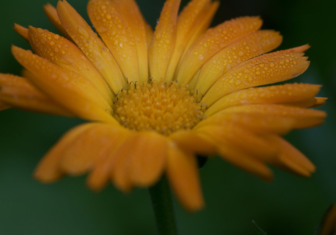 утро - Константин 