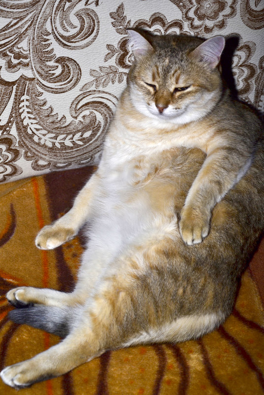 Поели — можно и поспать. Поспали — можно и поесть - Виталий Дарханов Поели — можно и поспать. Поспали — можно и поесть - Виталий Дарханов