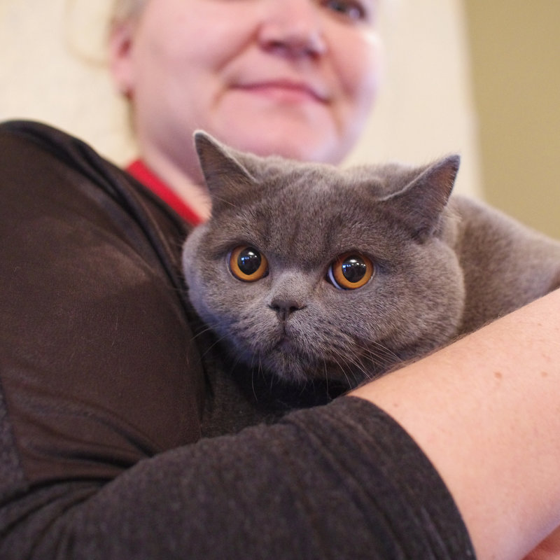 Сицилия - кошка лауреат - Евгений Дубовцев Сицилия - кошка лауреат - Евгений Дубовцев