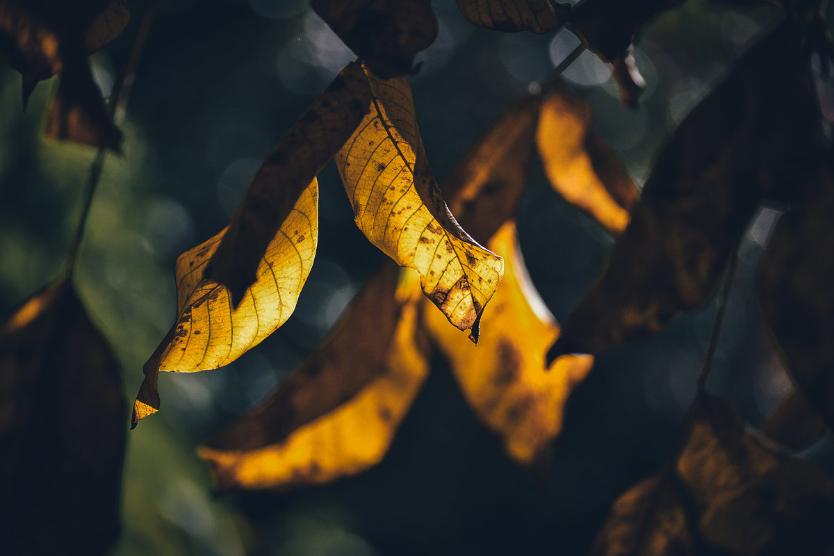 ... - Анастасия Тодорова