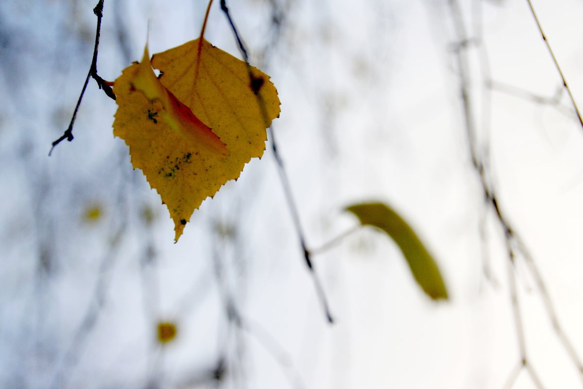 *** - Валерия  Полещикова 