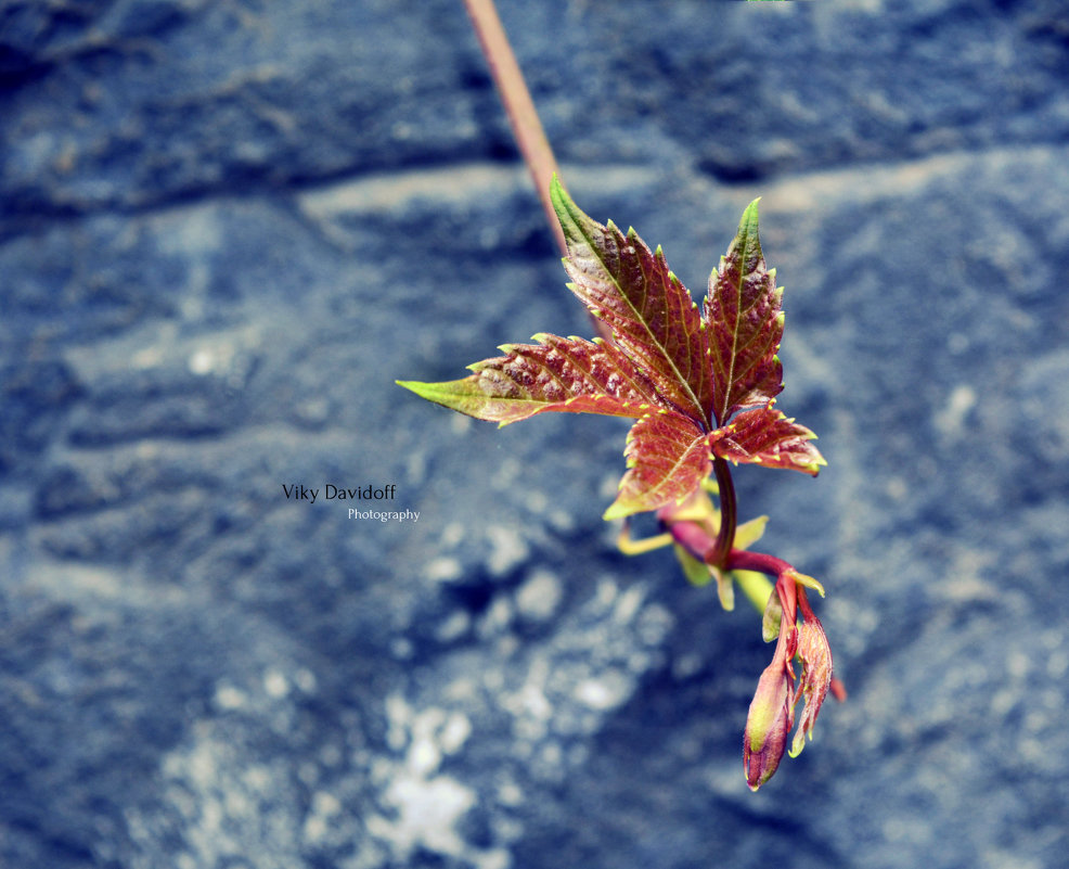 .. - Виктория Давидова