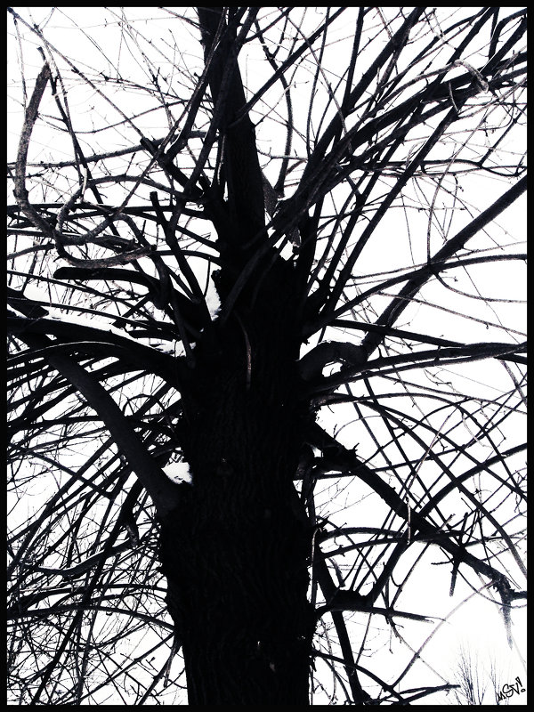 Дерево - Мария Шуляковская