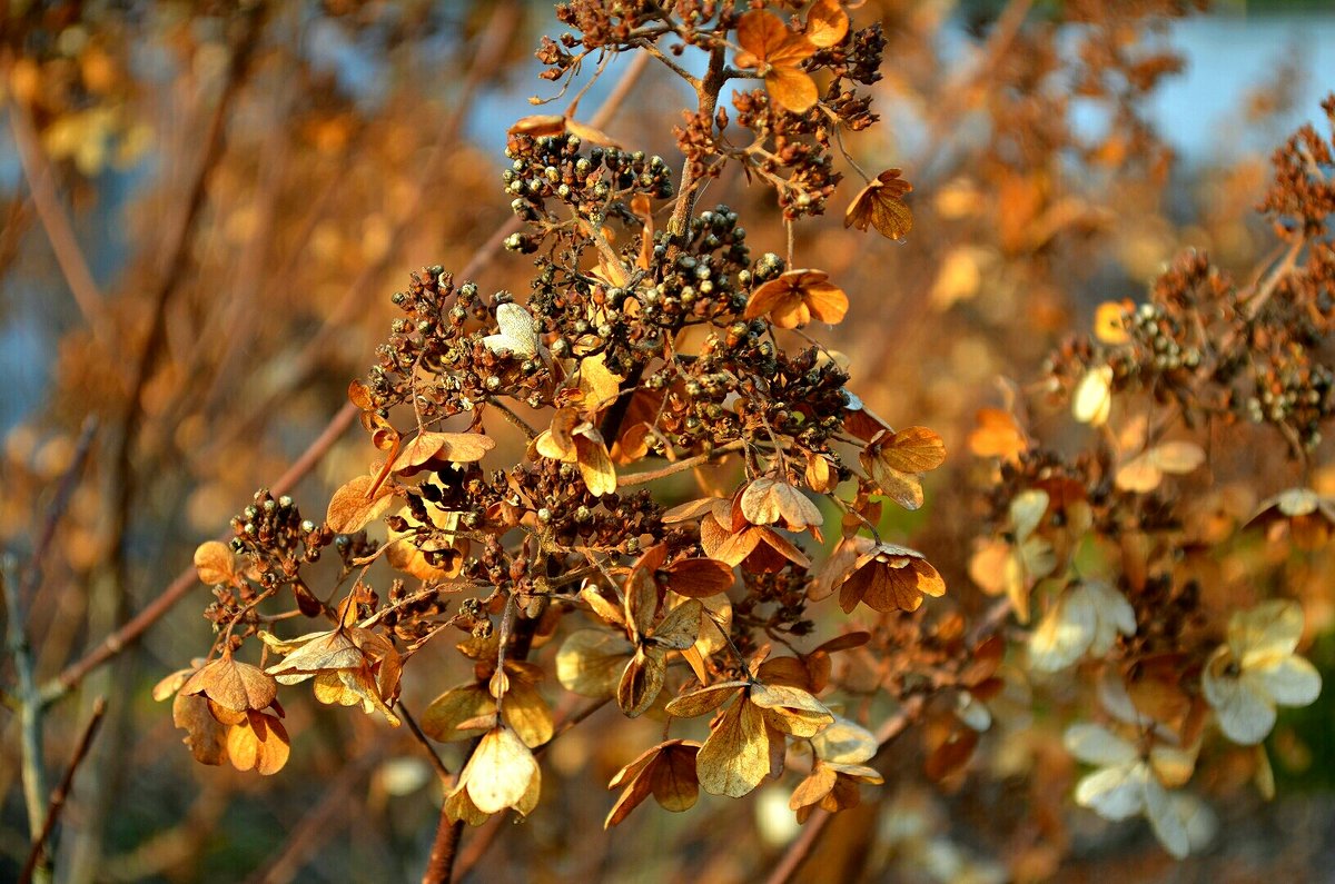 Цветы ноября - Милешкин Владимир Алексеевич Цветы ноября - Милешкин Владимир Алексеевич