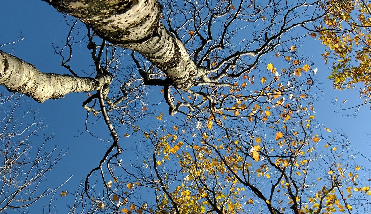 Желто-голубое... - Михаил 