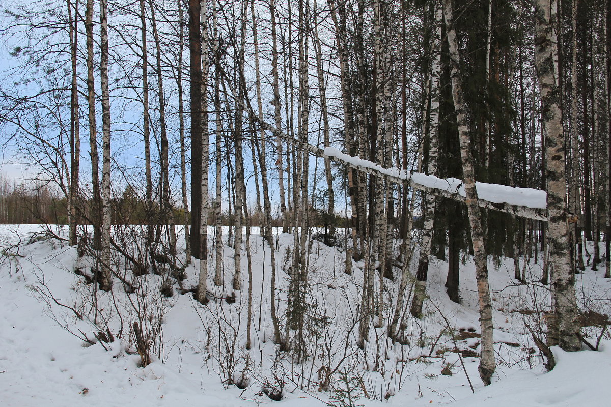 Перелесок - Галина Новинская