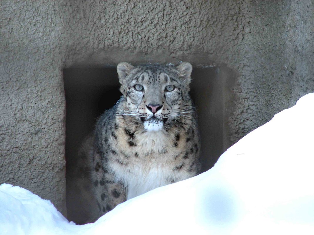 зоопарк - Gavrila68 -Женя зоопарк - Gavrila68 -Женя