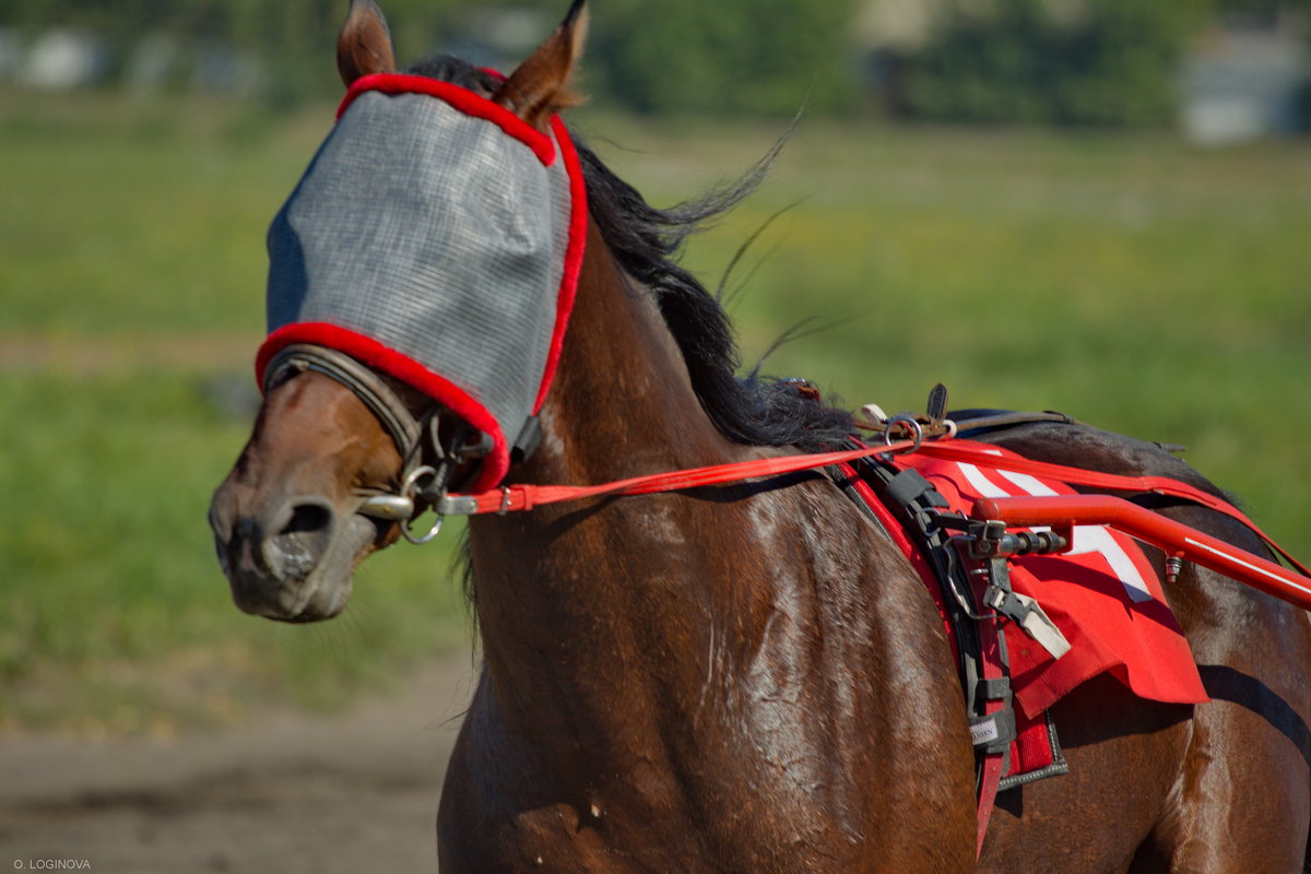 - - Ольга Логинова