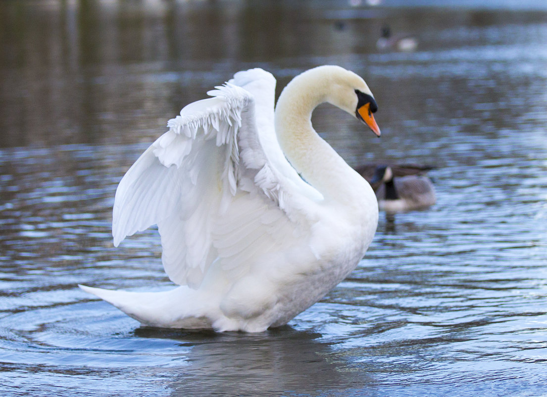 Swan - Vitaliy Turovskyy