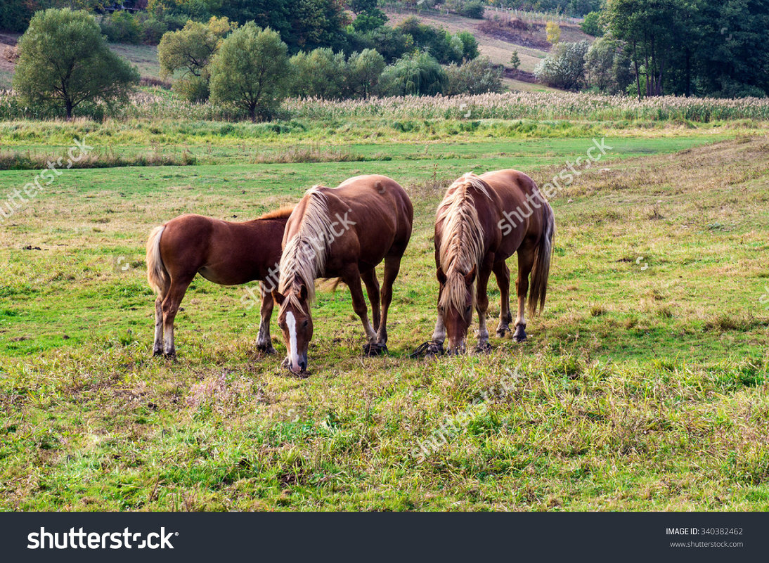 Horses - Олександр Масний