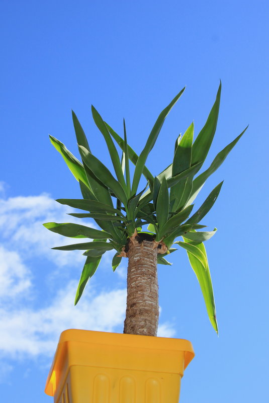 Цветы - Natasha 